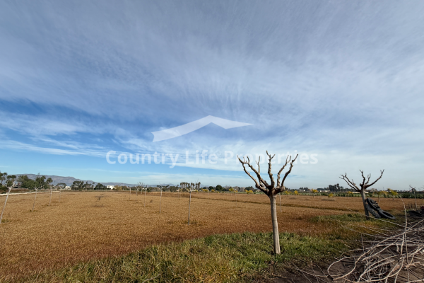 Plot - Resale - Catral - Countryside 