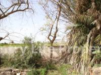 Wederverkoop - Landhuis - Catral - Countryside 