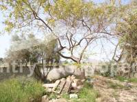 Wederverkoop - Landhuis - Catral - Countryside 